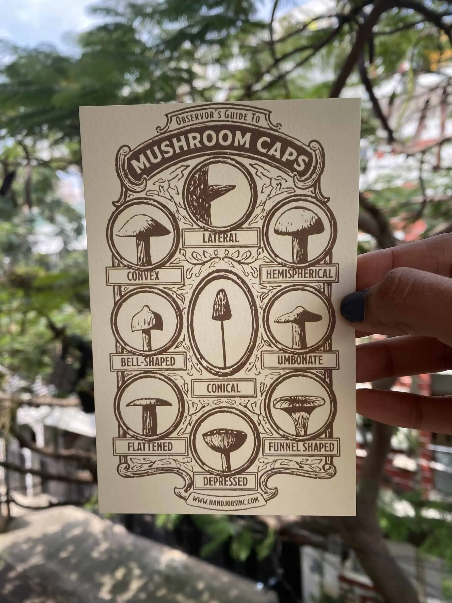 Observer's Guide to Mushroom Caps - Postcard